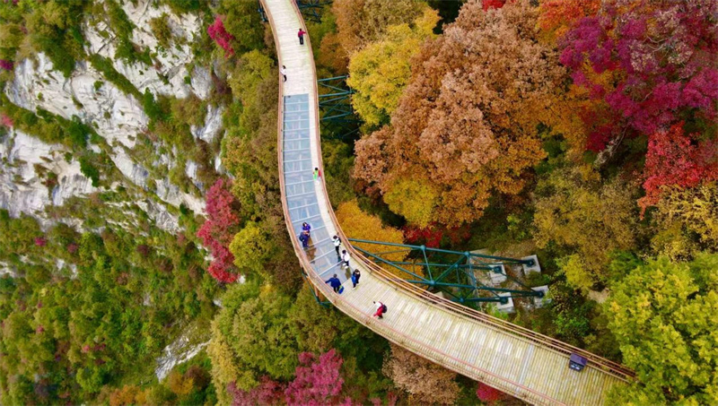 秦岭红叶引客来 少华山书写文旅高质量答...