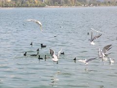 陕西汉中:把生态“颜值”转化为经济产...